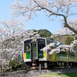 JR久留里線、来春には一部区間が廃止へ！桜との共演、今年がラストラン！