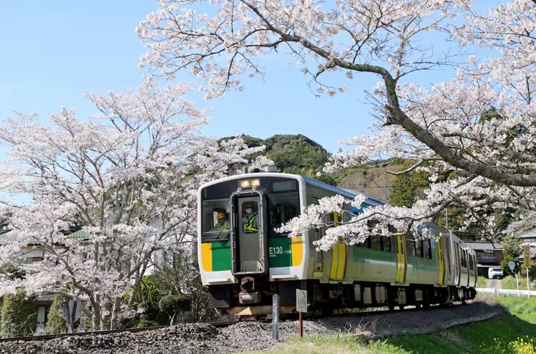 JR久留里線、来春には一部区間が廃止へ！桜との共演、今年がラストラン！
