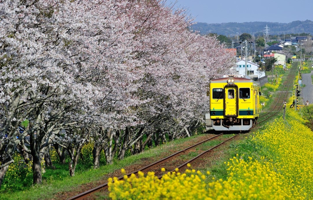 いすみ鉄道、全線復旧へ正念場！ 再建と維持に総額70億円の壁