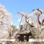 秩父の名所「清雲寺の枝垂れ桜」が見ごろ！3~4日はライトアップも