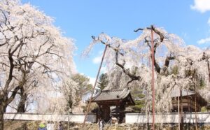 秩父の名所「清雲寺の枝垂れ桜」が見ごろ！3~4日はライトアップも