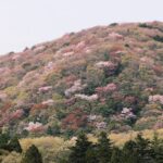 茨城・桜川市で、白や薄紅色に山肌染をめるヤマザクラが見ごろ！
