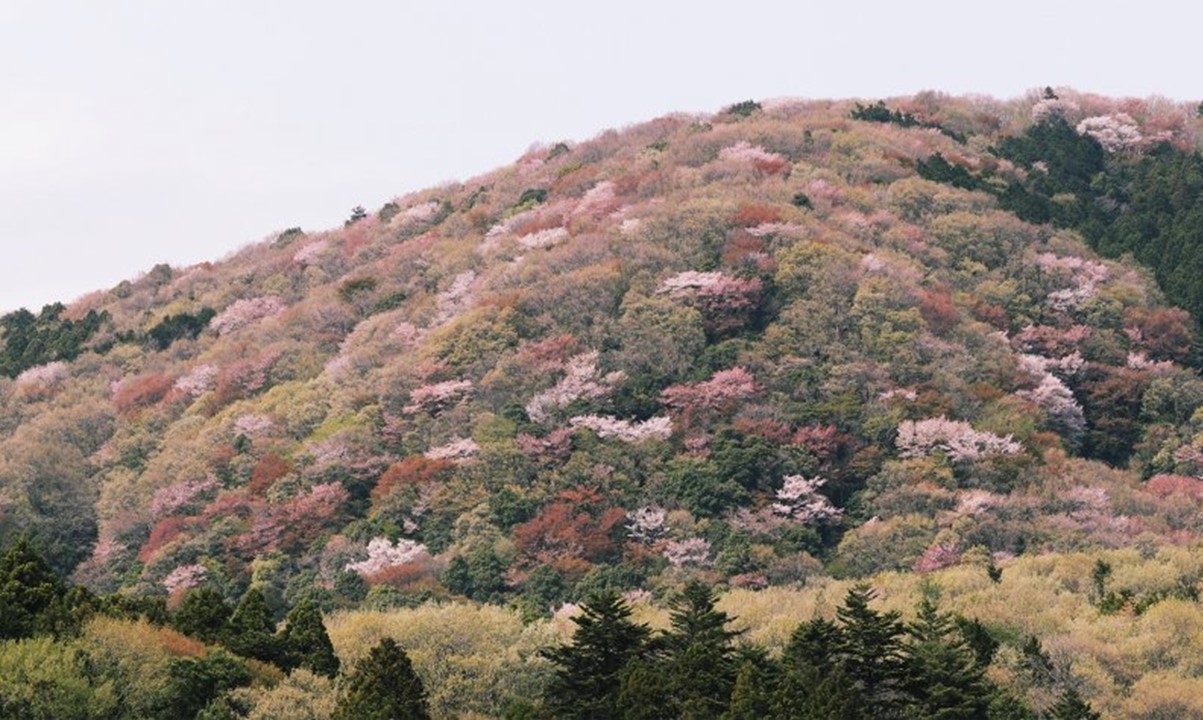 茨城・桜川市で、白や薄紅色に山肌染をめるヤマザクラが見ごろ！