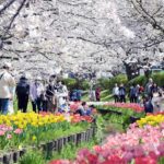 横浜・都筑区の「江川せせらぎ緑道」で、桜とチューリップが満開！