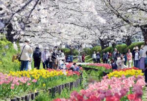 横浜・都筑区の「江川せせらぎ緑道」で、桜とチューリップが満開!