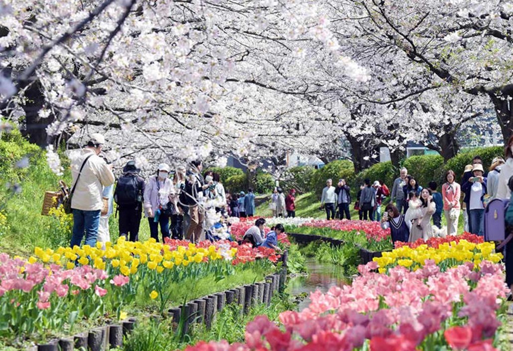 横浜・都筑区の「江川せせらぎ緑道」で、桜とチューリップが満開!