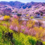 春の福島を満喫！JR6社が300超える特別企画「ふくしまDC」4月1日～