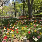 まさに都会のオアシス「新宿中央公園」のチューリップで癒されよう！
