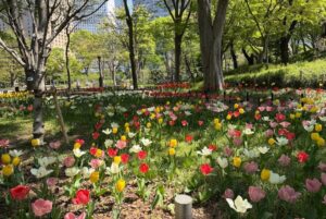 まさに都会のオアシス「新宿中央公園」のチューリップで癒されよう！