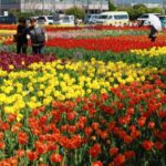 千葉・匝瑳で「チューリップ祭り」開催中！11種類5万本が見ごろ！12日まで