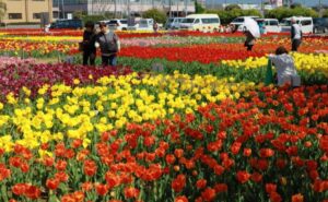 千葉・匝瑳で「チューリップ祭り」開催中！11種類5万本が見ごろ！12日まで