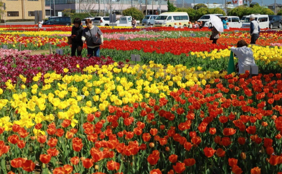 千葉・匝瑳で「チューリップ祭り」開催中！11種類5万本が見ごろ！12日まで