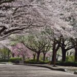 京都・亀岡で「2026亀岡さくらウィーク」開催中！ 4/4～5日はマルシェも！