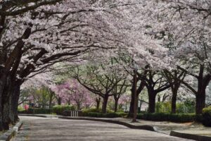 京都・亀岡で「2026亀岡さくらウィーク」開催中！ 4/4～5日はマルシェも！