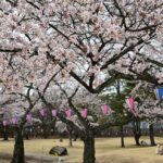 那須塩原・黒磯公園などで「桜まつり」ライトアップや露店も　4/12日まで