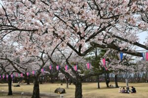 那須塩原・黒磯公園などで「桜まつり」ライトアップや露店も　4/12日まで