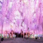 栃木・あしかがフラワーパークで恒例の「大藤まつり」開催！4/11日～