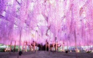 栃木・あしかがフラワーパークで恒例の「大藤まつり」開催!4/11日~