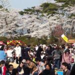 秋田市の千秋公園で「桜まつり」4/11日～開幕！露店やライトアップも