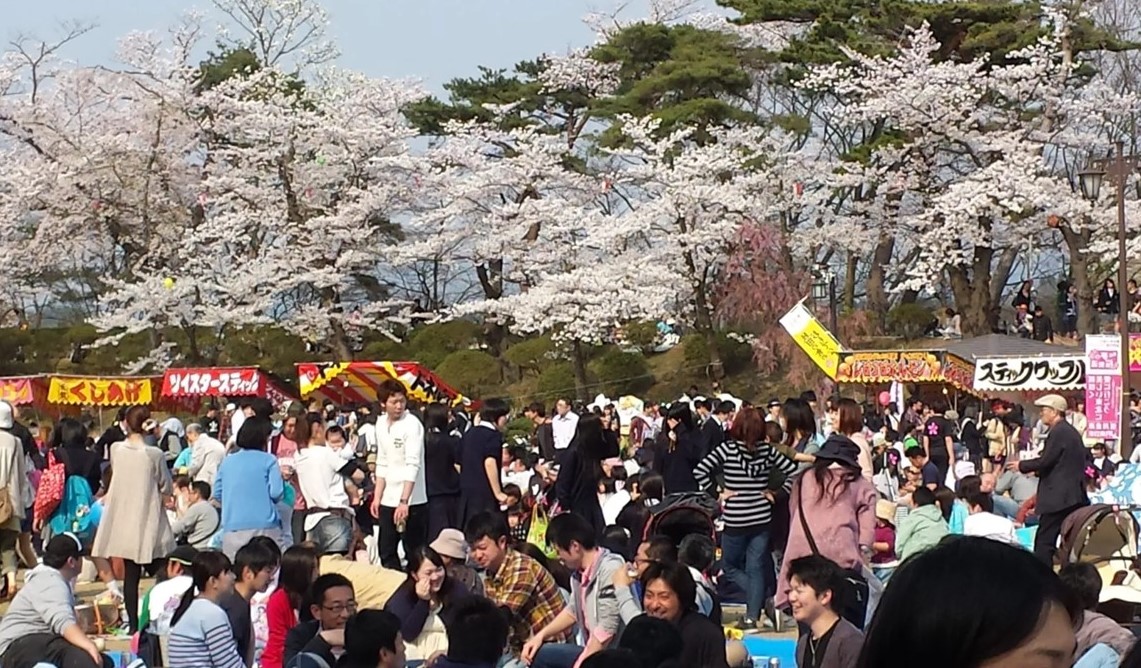 秋田市の千秋公園で「桜まつり」4/11日～開幕！露店やライトアップも