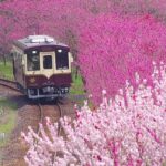 わたらせ渓谷鐵道、神戸駅付近からの花桃との共演が今年も絶景！