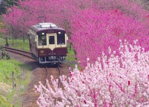 わたらせ渓谷鐵道、神戸駅付近からの花桃との共演が今年も絶景!