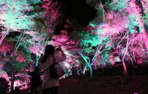 千葉の養老渓谷で、チームラボが「夜の野外展覧会」を開催！5/24日まで