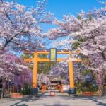 京都屈指の桜の名所「平野神社」で満開！ 有料エリアではライトアップも