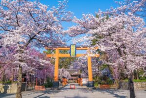 京都屈指の桜の名所「平野神社」で満開！ 有料エリアではライトアップも