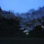 金田一温泉「ドラゴン桜」ライトアップで新たな夜桜スポット！26日まで