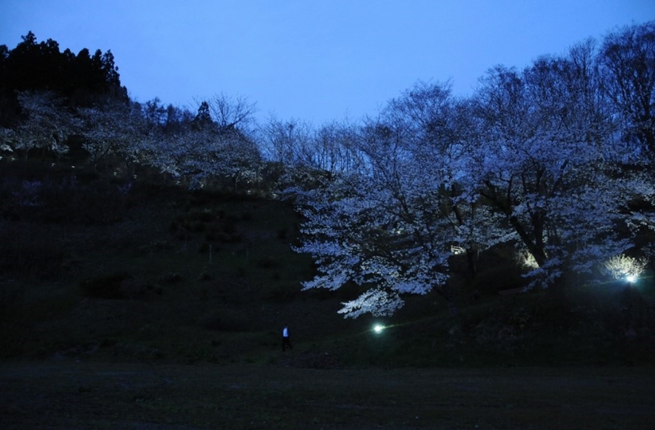 金田一温泉「ドラゴン桜」ライトアップで新たな夜桜スポット！26日まで