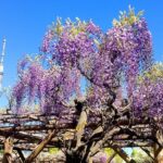 東京・江東区、亀戸天神社で「藤まつり」開催中！ 4/30日まで