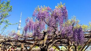 東京・江東区、亀戸天神社で「藤まつり」開催中！ 4/30日まで