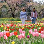 鶴岡市「いこいの村公園」で、約100種2万株のチューリップが見頃です！