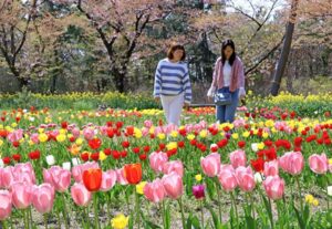 鶴岡市「いこいの村公園」で、約100種2万株のチューリップが見頃です！