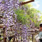 春日部・藤花園で、世界一の眺め「牛島の藤」が見頃！ 5/3日まで