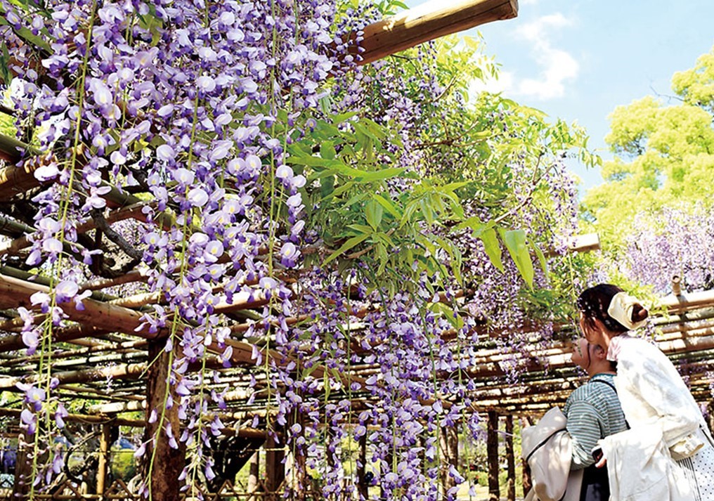 春日部・藤花園で、世界一の眺め「牛島の藤」が見頃！ 5/3日まで