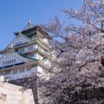関西屈指の花見の名所、大阪城公園で 約3千本の桜が見頃です！