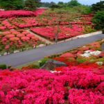 伊東市「小室山公園つつじ園」で、40種約10万株のツツジが見ごろ！