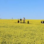 大崎市で、約200万本が咲き誇る「菜の花まつり」開催中！5/10まで