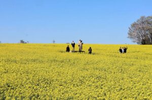 大崎市で、約200万本が咲き誇る「菜の花まつり」開催中！5/10まで