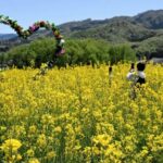 山形・上山市の農園「ヴェンテンガルテン」で、菜の花が見ごろです！
