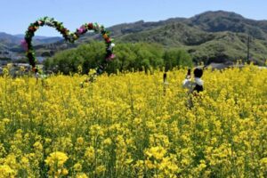 山形・上山市の農園「ヴェンテンガルテン」で、菜の花が見ごろです！