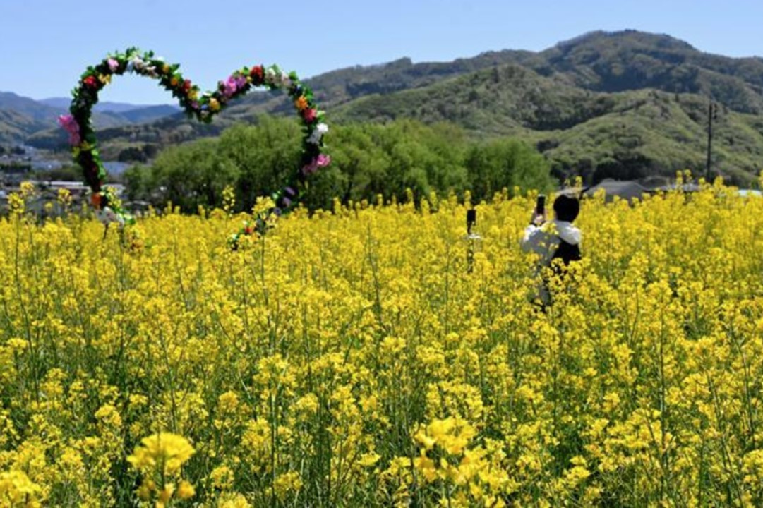 山形・上山市の農園「ヴェンテンガルテン」で、菜の花が見ごろです！