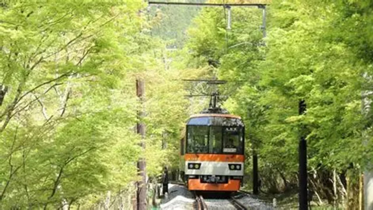 叡山電鉄「青もみじのトンネル」区間、徐行＆ライトアップ！5/31まで