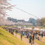 岡山市・後楽園東側の旭川河川敷で「岡山さくらカーニバル」5日まで！