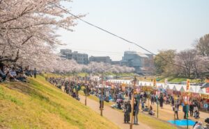 岡山市・後楽園東側の旭川河川敷で「岡山さくらカーニバル」5日まで！