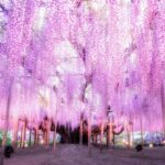 栃木・あしかがフラワーパークで「大藤まつり」始まる！ 4/11日～