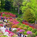 東松山の物見山公園で4万本が咲き誇る「つつじ祭り」開催！4/18日