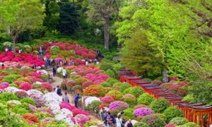 東松山の物見山公園で4万本が咲き誇る「つつじ祭り」開催！4/18日
